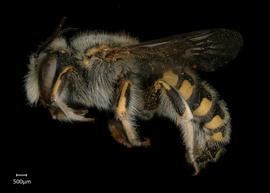   Anthidium palmarum nbsp;male lateral habitus, photo: Jeni Sidwell 
